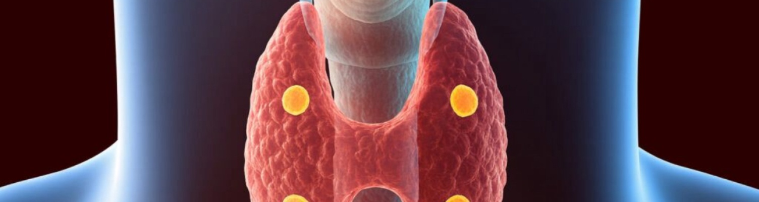 Почему здоровье паращитовидных желез важно при дисфункции щитовидки